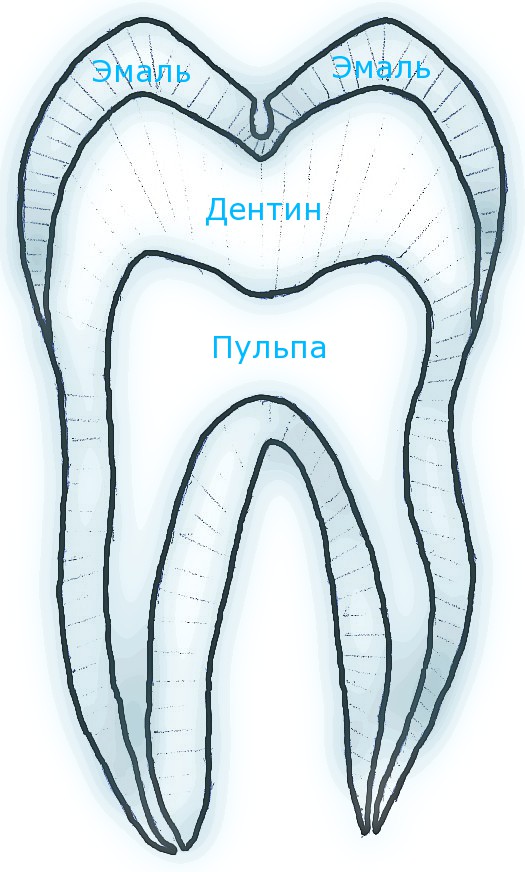 Рисунки анатомии зубов