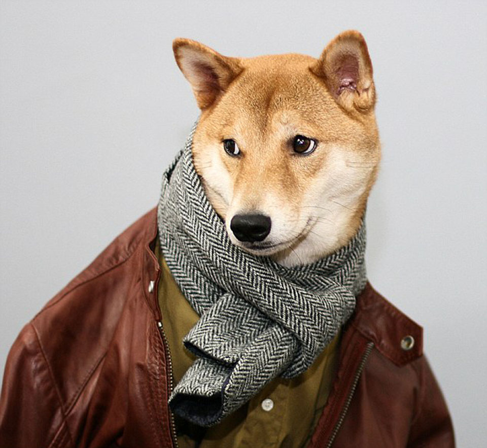Собака в пальто и шапке