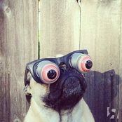 Любимый мопс девушки.